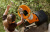 Садовый измельчитель STIHL GHE 250